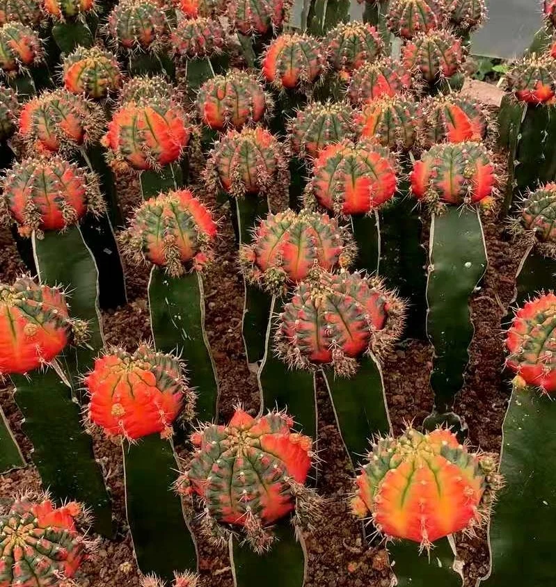 
Low price natural beauty real plant cactus gymnocalycium mihanovichii variegata for sale 