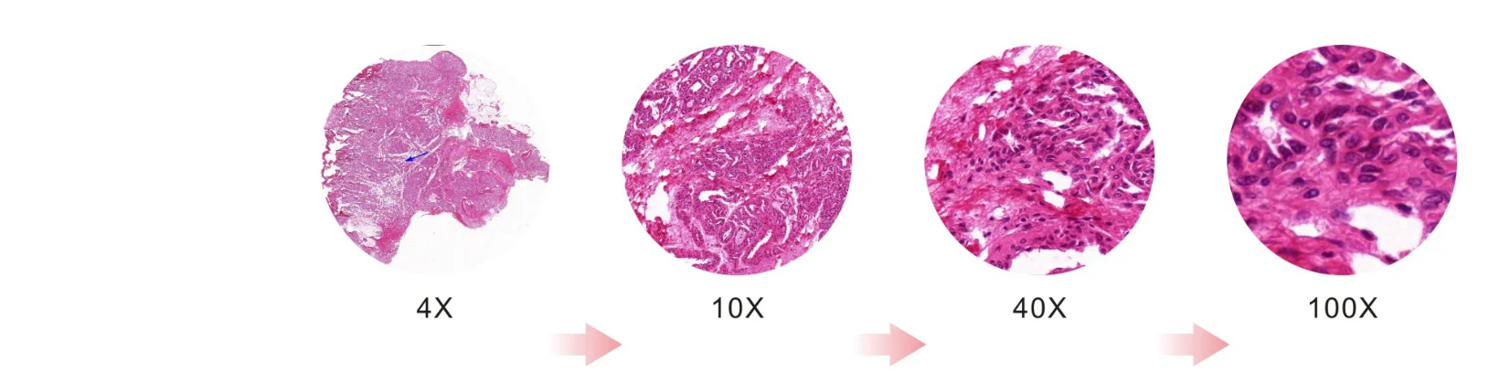 BestScope BS-2046B цифровой микроциркуляционный микроскоп с отличные оптические функции