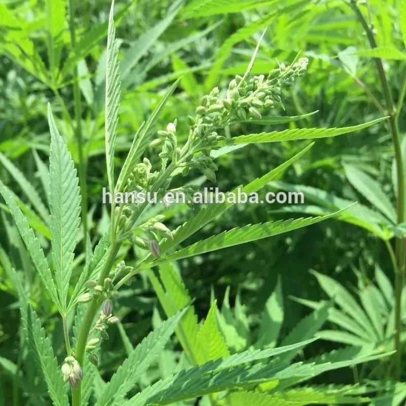 
CBG rich hemp oil, 50% CBD 