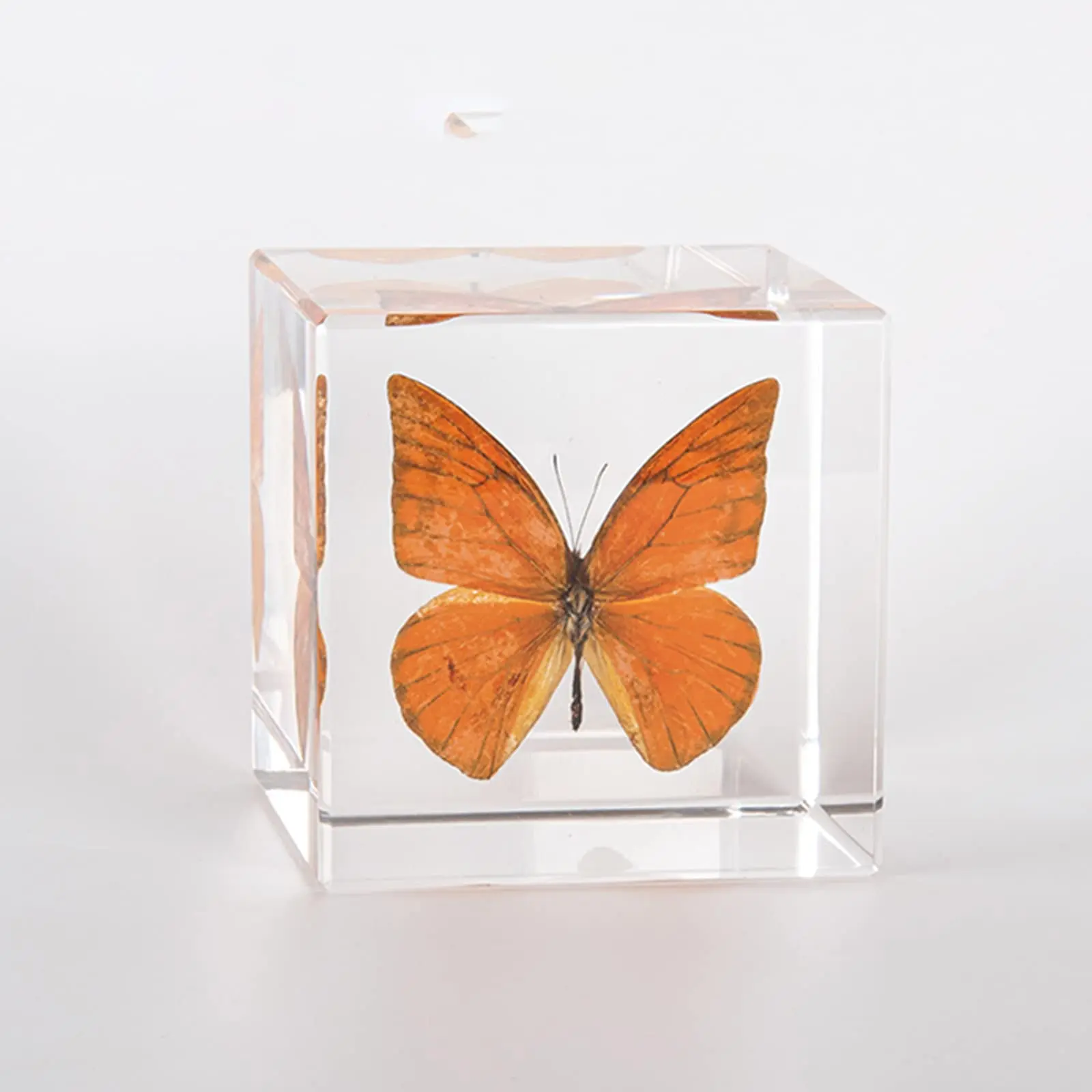Super Clear Desk Decor Displaying Specimen Paperweight Luxury Acrylic Cube Butterfly Paperweight