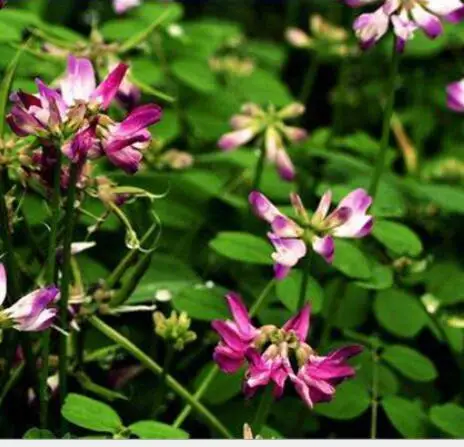 Zi yun ying purple flower seed Astragalus sinicus L seeds for sale