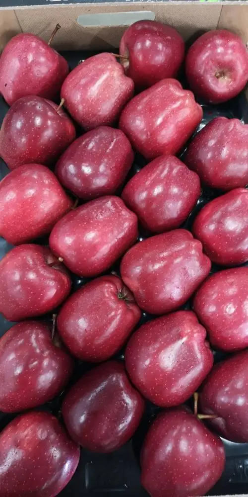 
Whole Sale fresh red chief fresh apples red apples apples greek fruits 