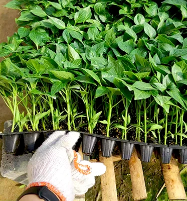 50 72 128 Cells Plastic Garden Plant Hydroponic Propagation Nursery Seedling Tray