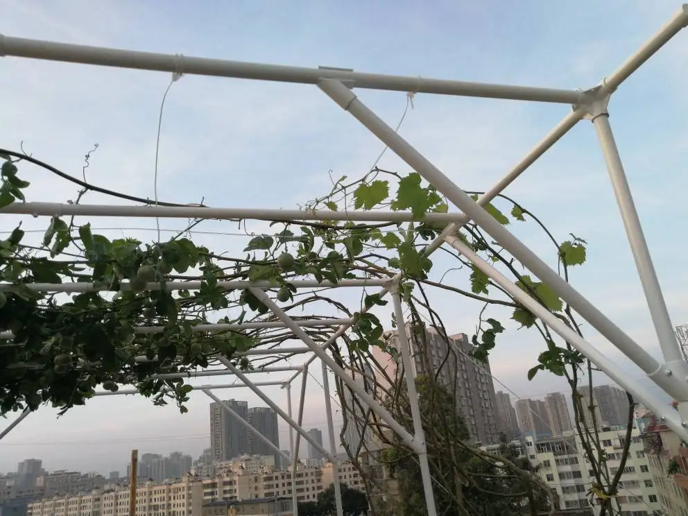 PE-Coated Metal Pipes Fruit Cage Garden Courtyard Grape Vine Trellis