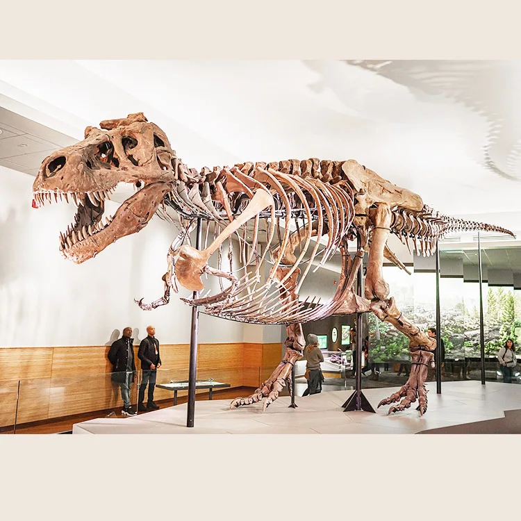 Стекловолокно Trex Скелет Ископаемого кости динозавра ископаемого для дисплея музея