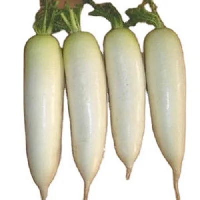 New China Season Fresh White COMMON Radish Fresh white radish Chinese white radish