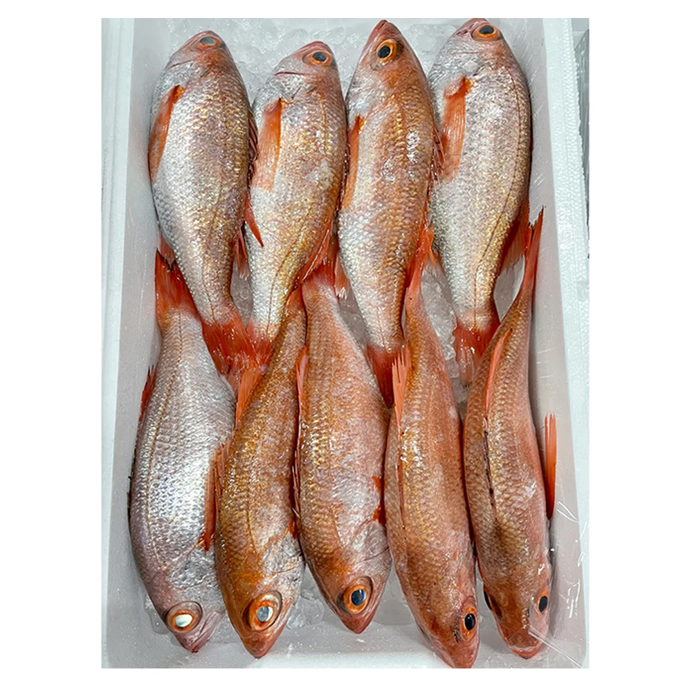 
Japan reasonable specialized just-caught potential fresh seafood fish 