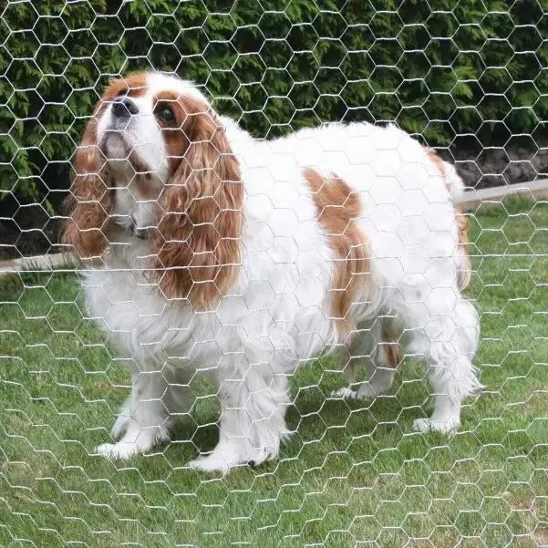 Protecting Fence 0.5mm-3.0mm Diameter PVC Coated Hexagonal Wire Mesh Iron Wire Mesh Galvanized Hexagonal Wire