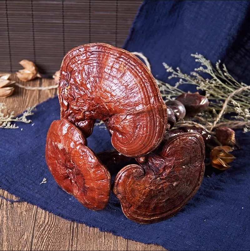 Ling Zhi Chinese High Quality Red lucid ganoderma/Reishi mushroom