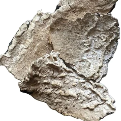 Белый высушенный гриб basidiomycete из древесины Irpex лактовые грибы молочный белый зубчатый полипор для