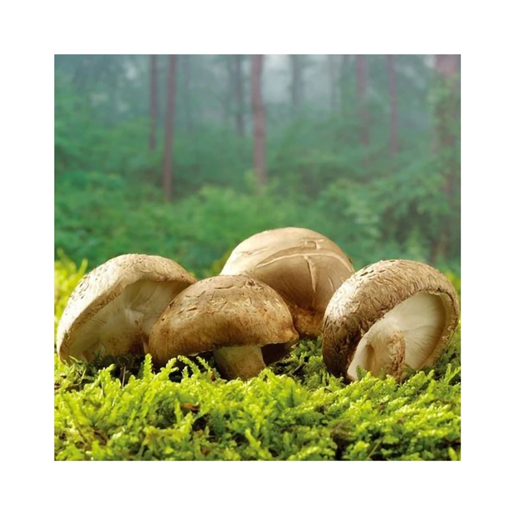 Carefully Selected Shiitake Type Complete Aid Digestion Growing Dried Shiitake Mushroom