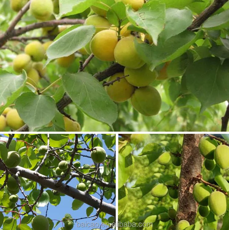 Factory Supply Almond Oil With Vitamin A B1 B2 B6 E 100% Pure Sweet Almond Oil for Skin Corporal Oil Fragrance Perfume