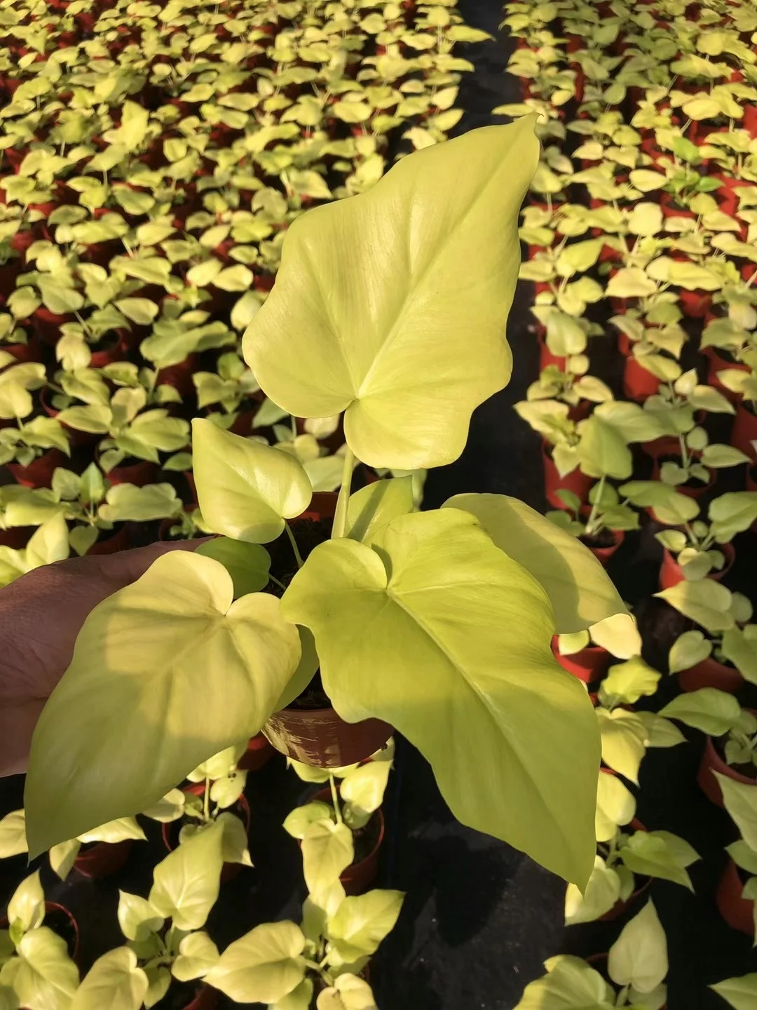Оптовая продажа горячая Распродажа натуральное живое растение Calathea gold warplace