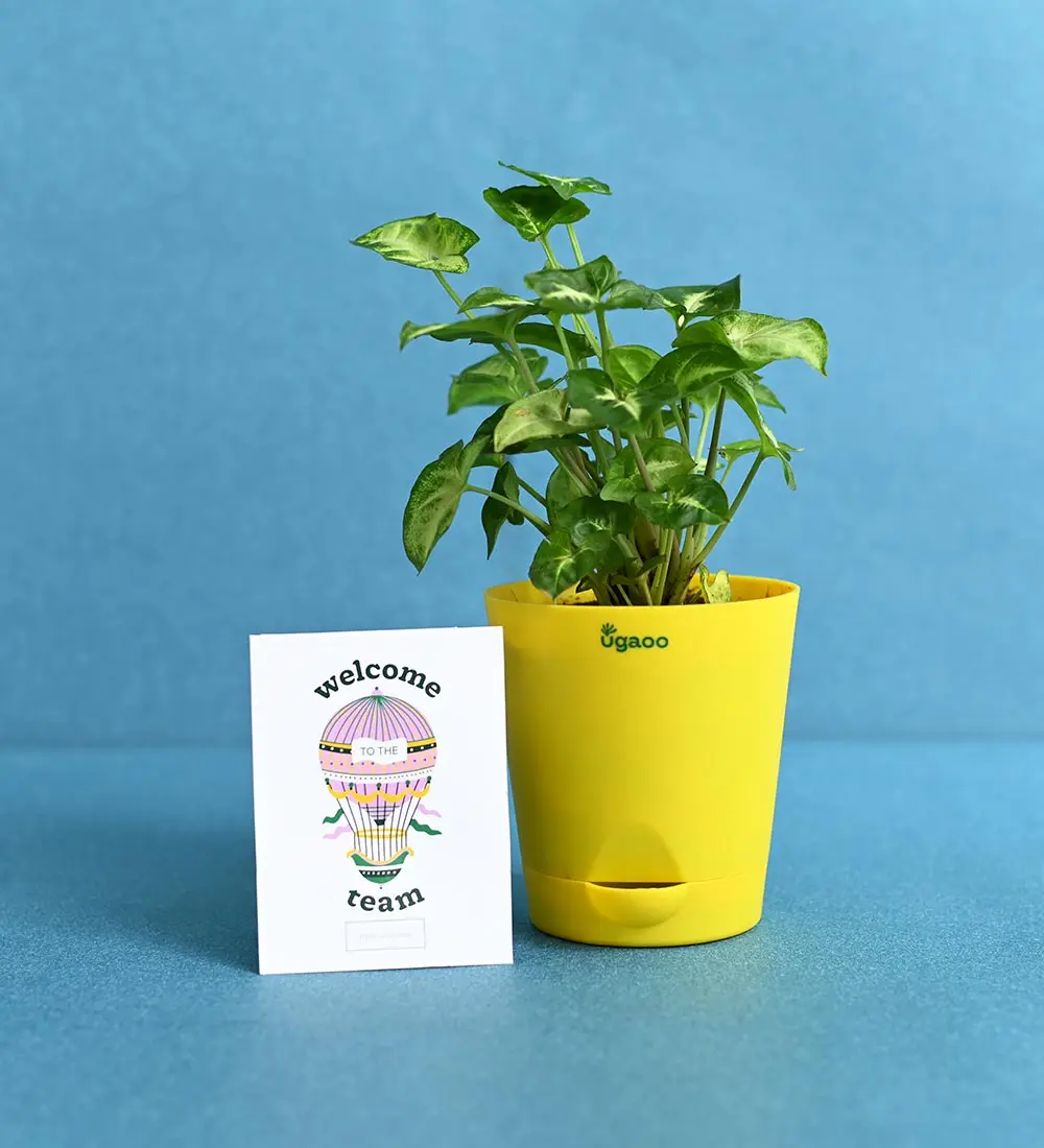 Aralia With Plantable Stationary Plant Starter Kit Wedding Invitation Paper Gift Box