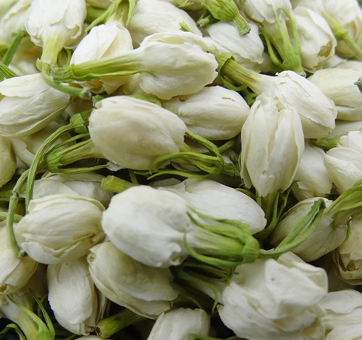 BXH China Jasmine manufacturers customized dried nature jasmine tea brand flowers natural flavour tea jasmine for coffee