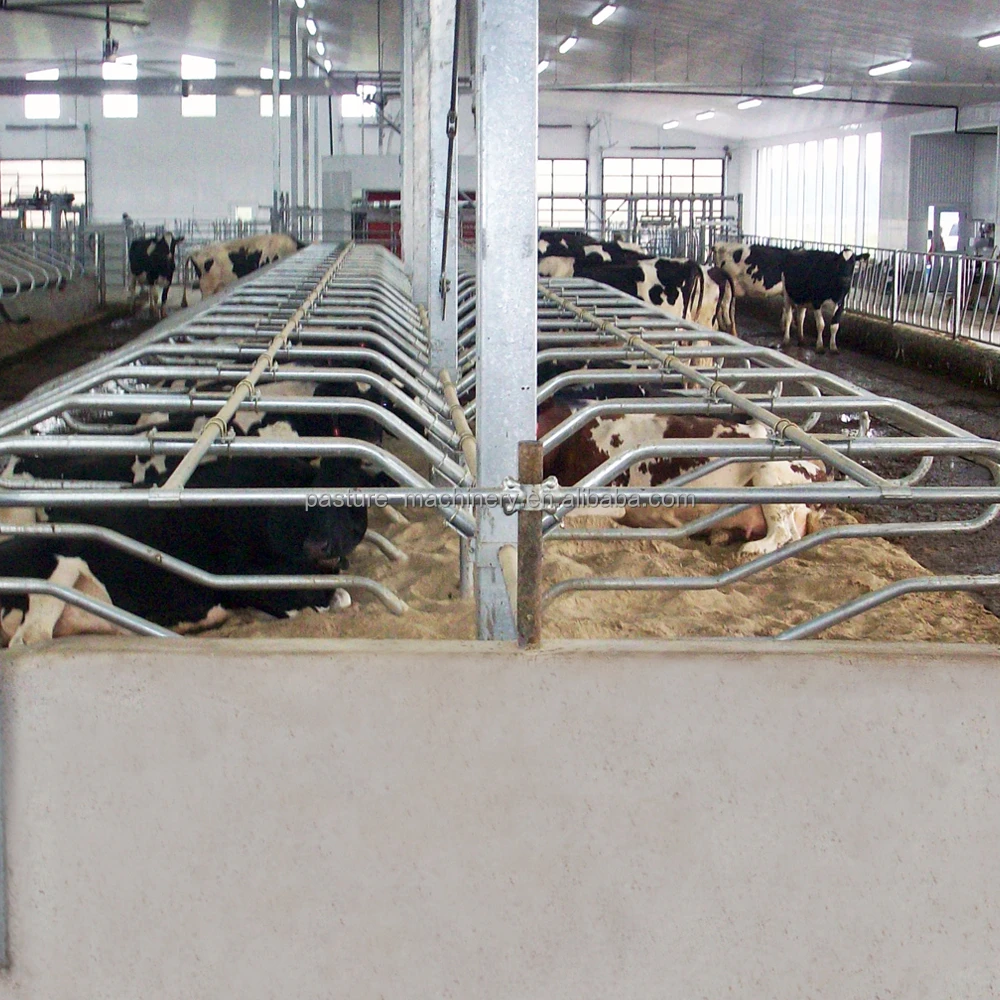 
Diary Farm Loops Cow Free Stall Small Dairy Barn Plans Calf Cubicles 