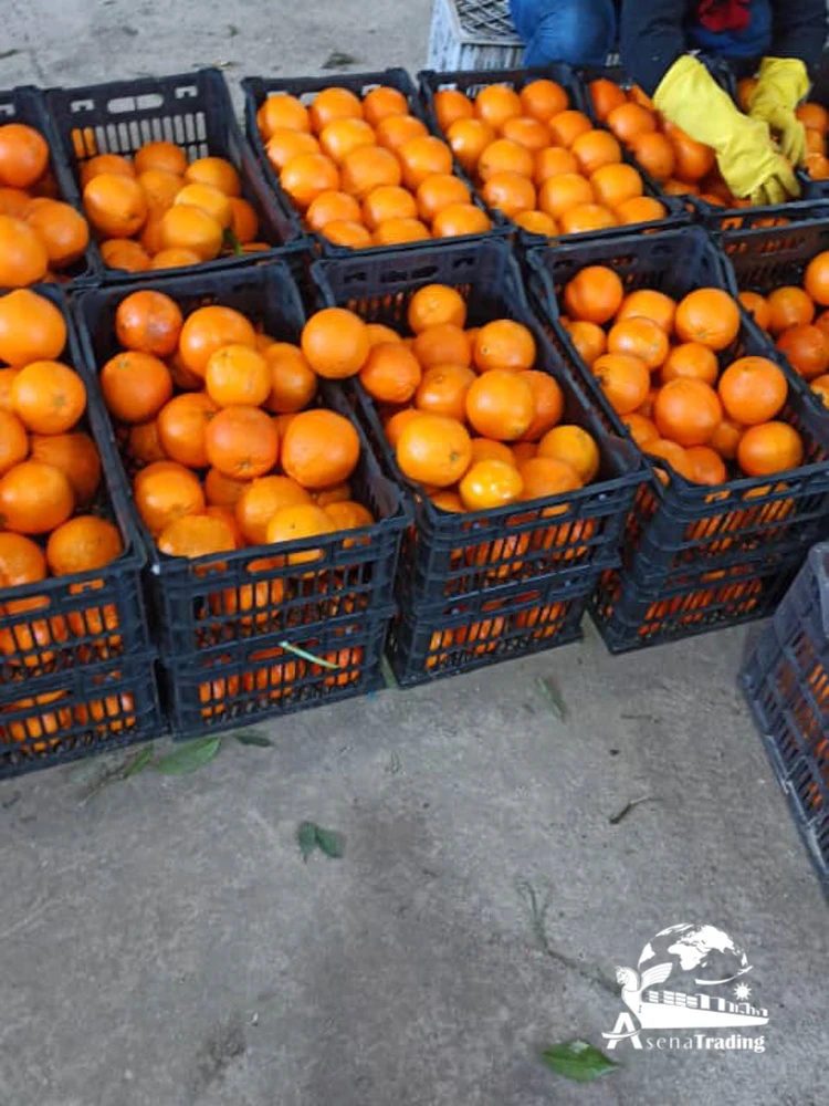 The most popular wholesale low price New crop Tangerine Fresh fruits Mandarin oranges brands fresh oranges