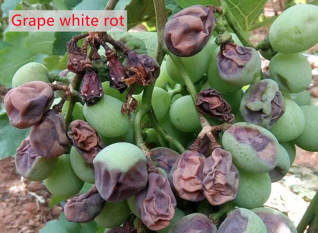 Agrochemical Pesticide fungicide Penconazole 10% EC