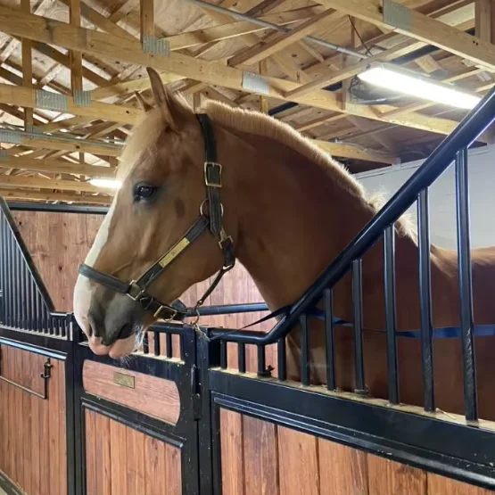 Color and style can be customized Free sample engraving Logo Hot-dip galvanized steel support  horses shed