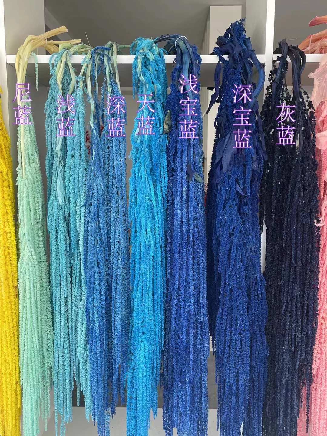 hanging amaranth preserved amaranthus red white black amaranths frozen preserved fresh real amaranth dry flower