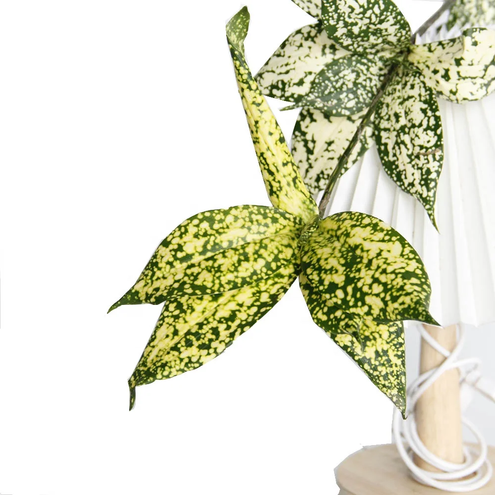 Best Price Natural True Plants Fresh Flowers Godsefffiana for Ornamental Plants
