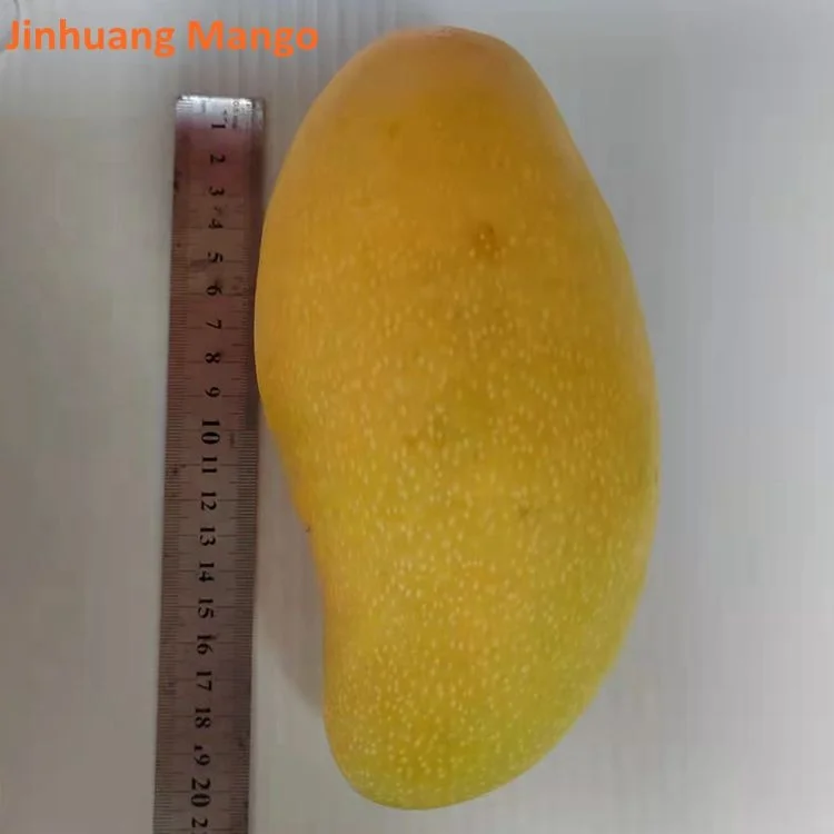 Hot Sale Big Sweet Mango High Quality Fresh Fruits Yummy Mango