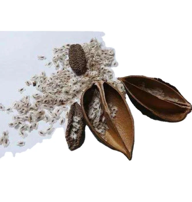 1000 г китайские семена павловнии каталифолистной для продажи