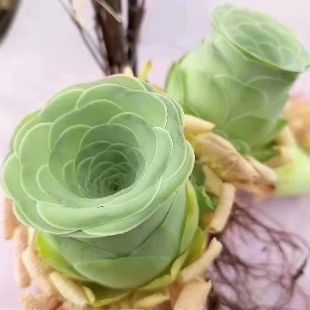 
Rose Succulent wholesale cactus wholesale natural plant succulent pot Korea Succulent Plants 