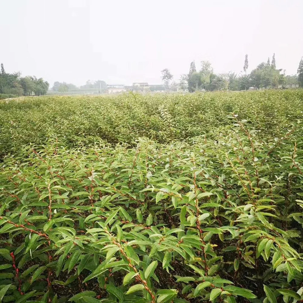 Hot sale fresh flower pussy willow salix for traditional celebration cut flower