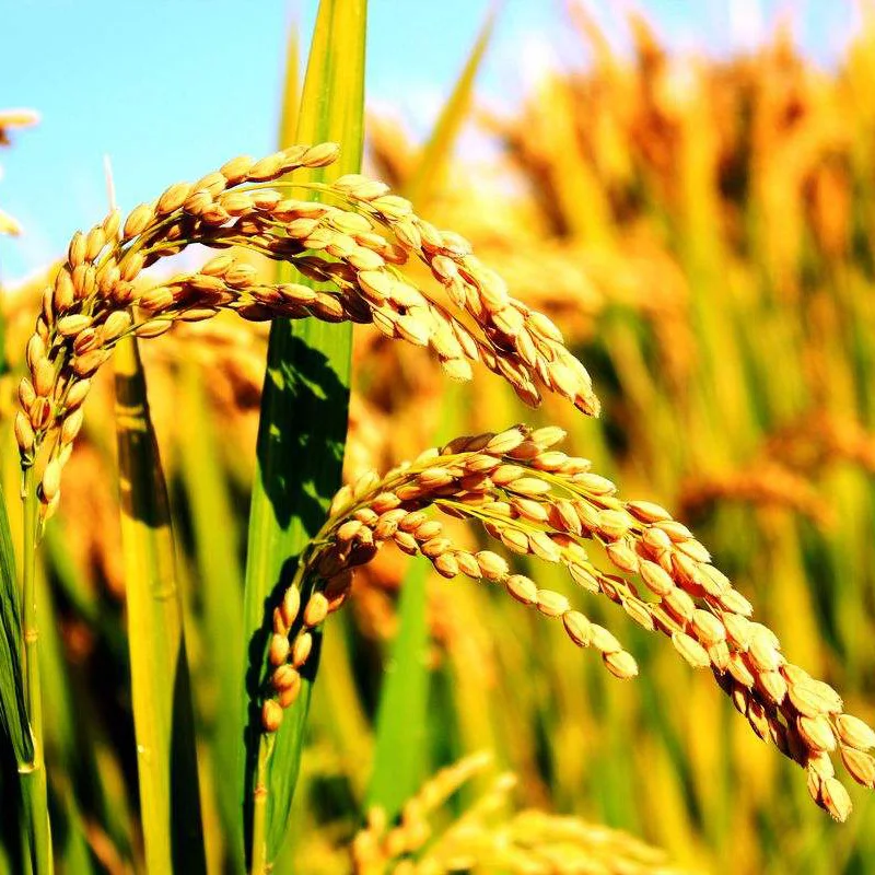 Natural pesticides Aquaculture product snail killer tea-seed-cake tea seed meal without straw