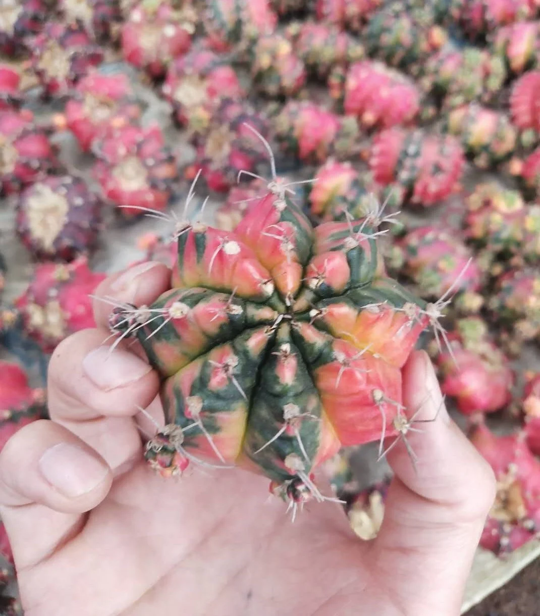 
Low price natural beauty real plant cactus gymnocalycium mihanovichii variegata for sale 
