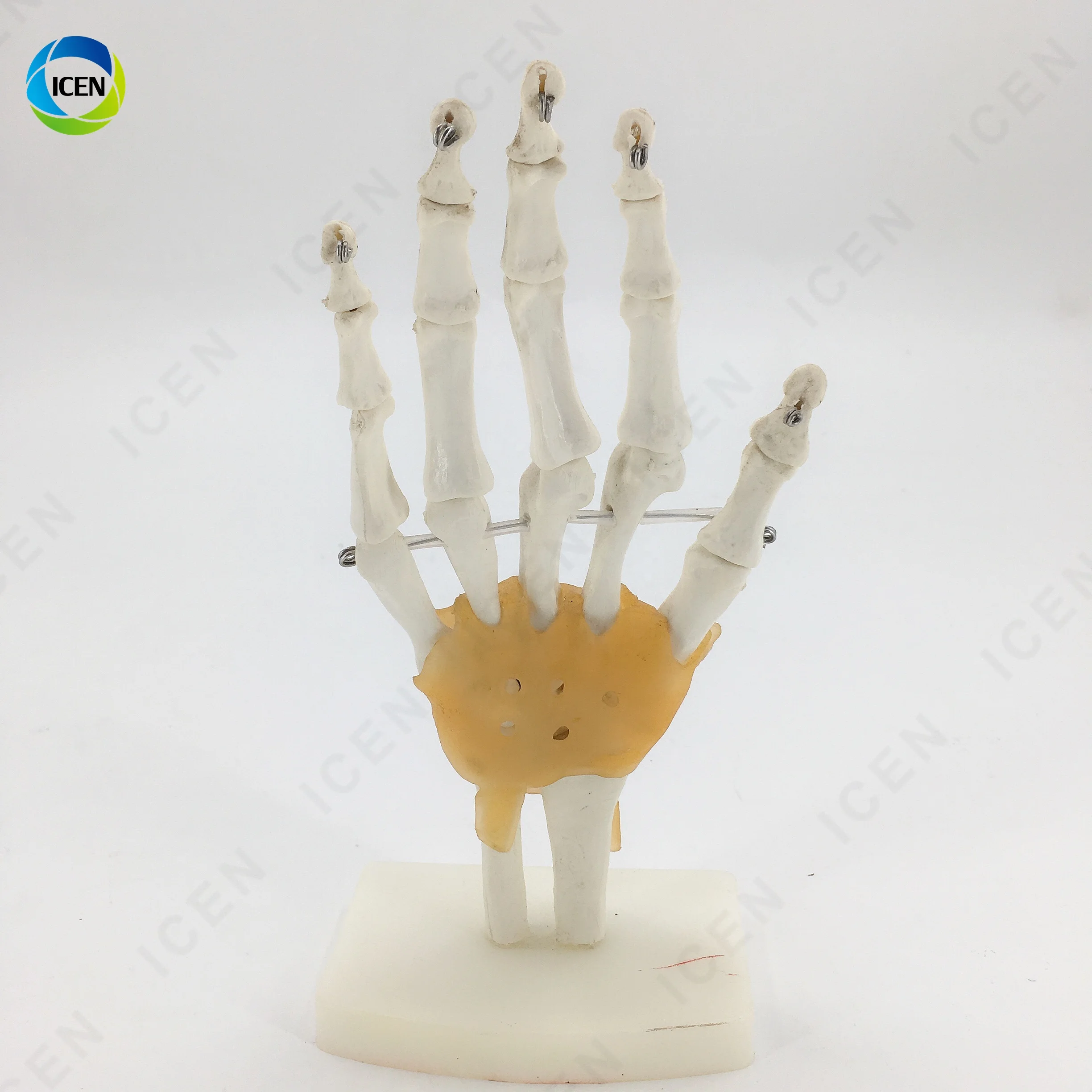 IN-M14 Medical Science Hot Sale Life-size Hand Joint With Ligaments Anatomical Model With Best Price