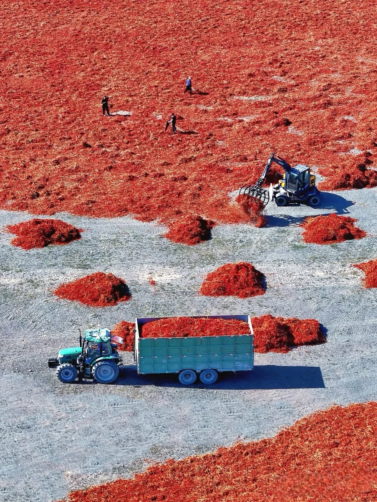 Wholesale Bulk Dry Red Chili Spicy Beijing Red Chili Single Spices Kosher Certified Haccp Compliant Packaged in Bags