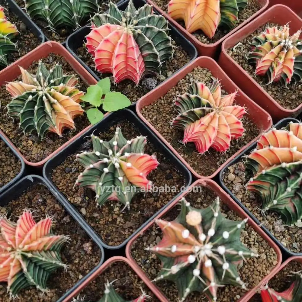 
indoor home office plants live colorful cactus plant LB2178 Gymnocalycium mihanovichii min seeding cactus for sale 