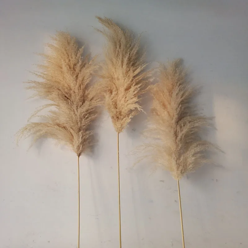 2022 wholesale natural real dried pampas low price fluffy large pampas grass for home wedding indoor decoration