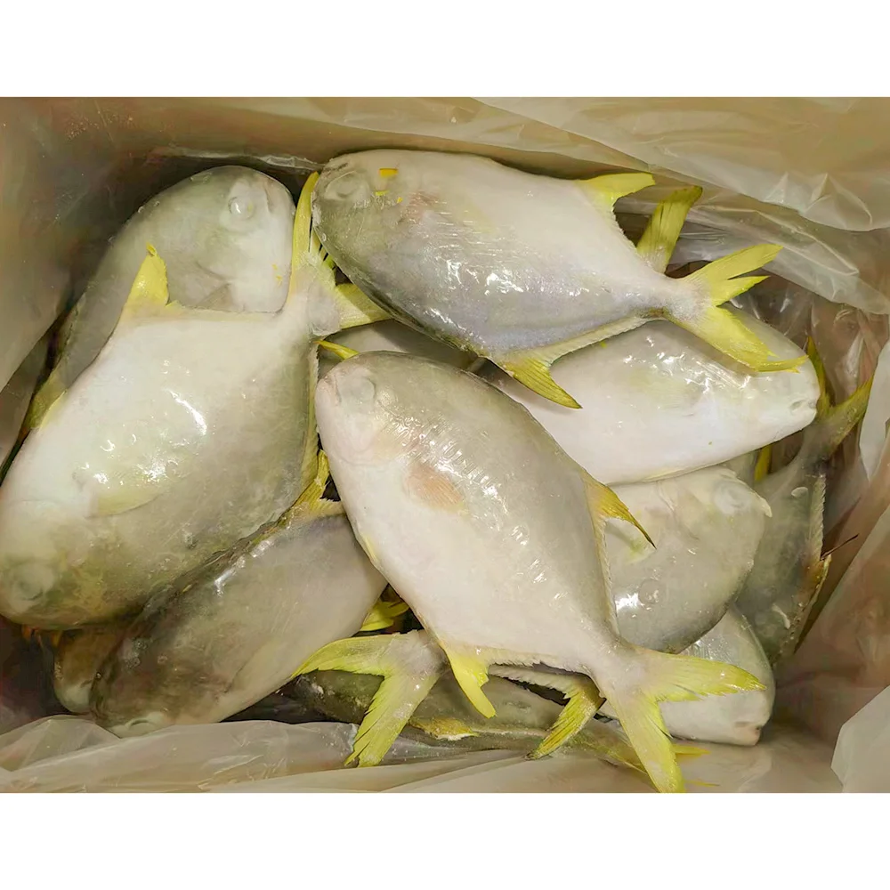 Китайская сельскохозяйственная Золотая Рыба Помпано замороженная рыба Помфрет iqf Золотая Помпано замороженная Золотая рыба Помфрет