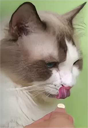 China improve bone pet vitamins chondroitin cat dog hip and joint supplements vitamin supplements chews