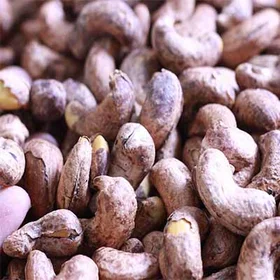 
OEM packing roasted and healthy foods CASHEW HUSK 