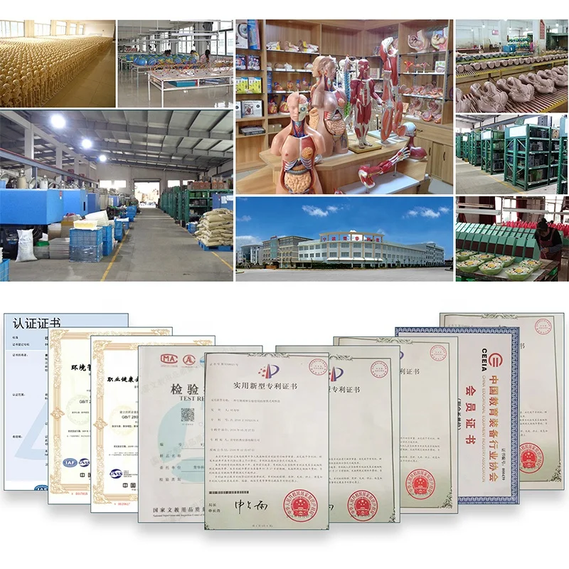 Medical Subject medical science Burning Wound Nursing Training Model advanced general doctor Manikin Trauma Manikin