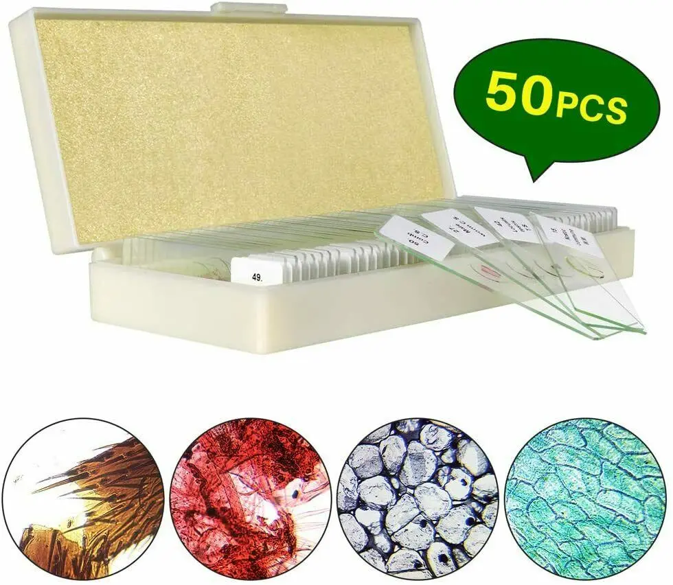 Factory urinary bladder(relaxed) sec. zoology microscope prepared slides with high quality