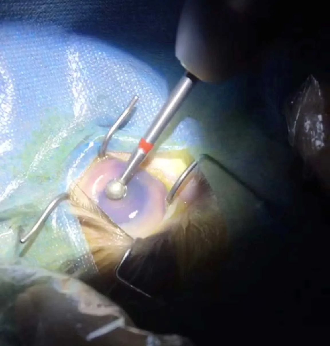 Ветеринарный Алмазный бурр диаметром 5 0 мм глазная хирургия офтальмология ветеринарный офтальмологический хирургический