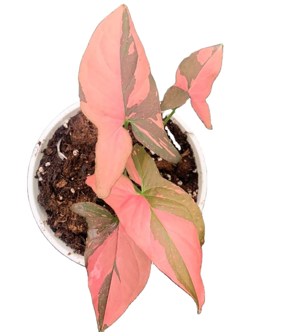 High quality wholesale rare limited supply Syngonium  ornamental live plants real bonsai