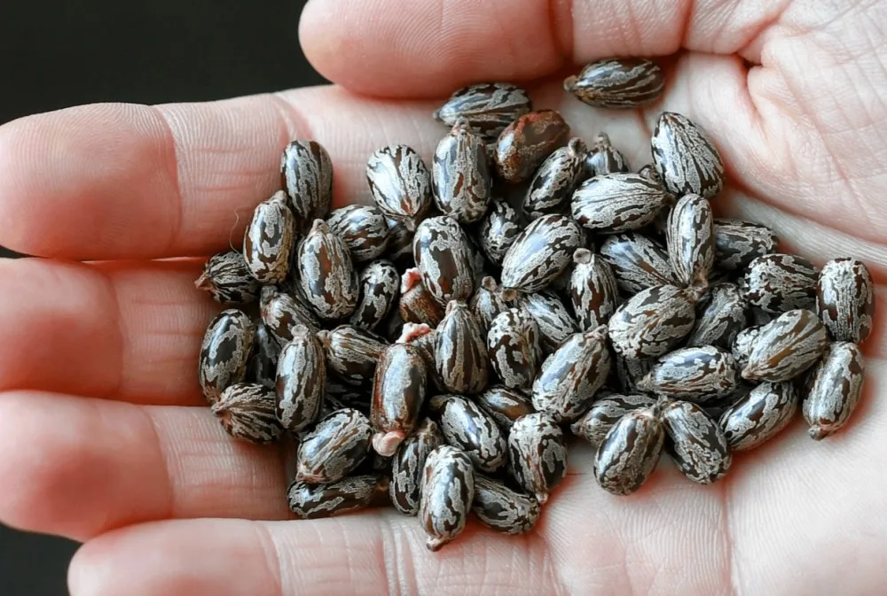  Масло касторовое увлажняющее масло черное для роста