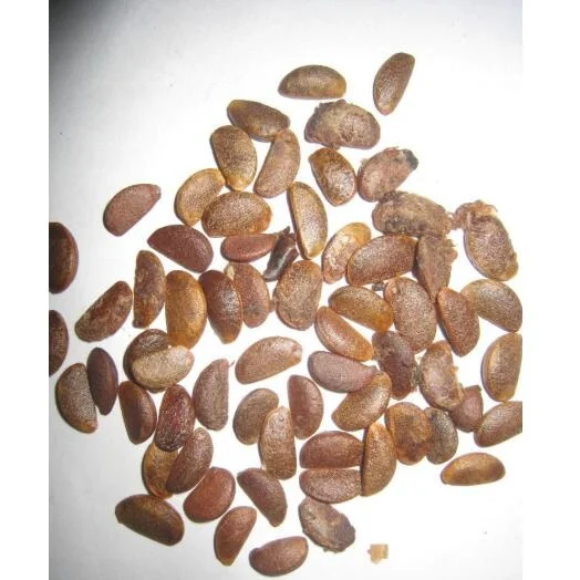 Новые сушеные восточные семена пермана для посадки