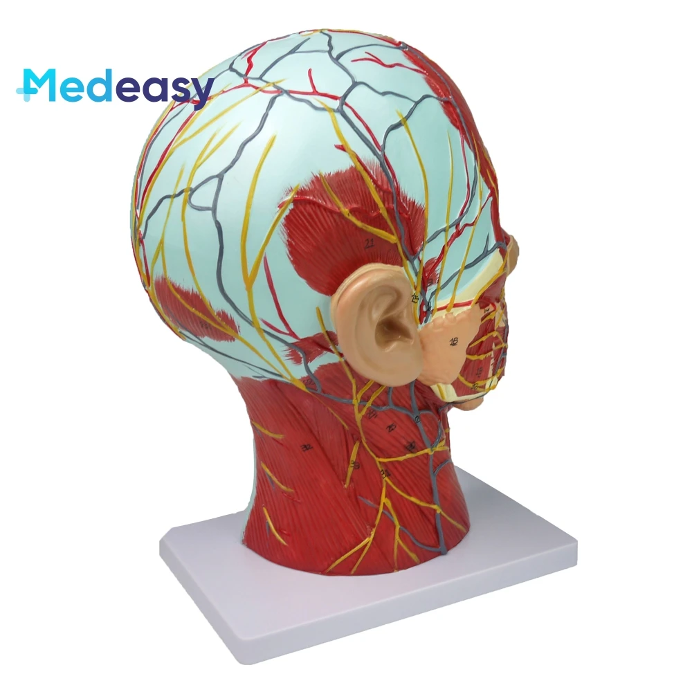 Medical training human head anatomy model, head and neck neurovascular model