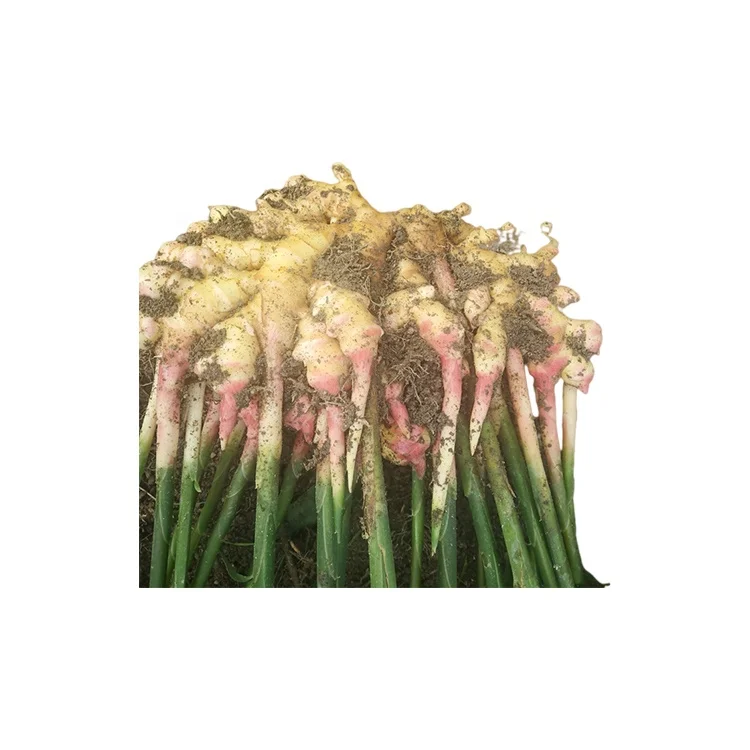 
Exporter Wholesale Agriculture Crops Natural Yellow White Fresh Ginger 