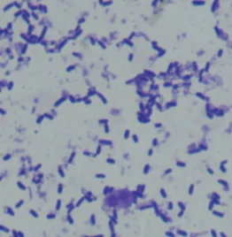 High viable count  probiotic Bacillus licheniformis powder with competitive price for animal feed