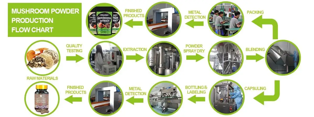 High Quality Breast Cancer Adobo Recipe Turkey Tail Fungus Turkey Tail Mushroom Extract