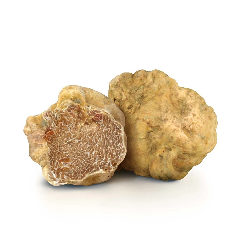 High quality made in Italy extra quality seasoned cultivated fungus fresh white mushrooms truffles