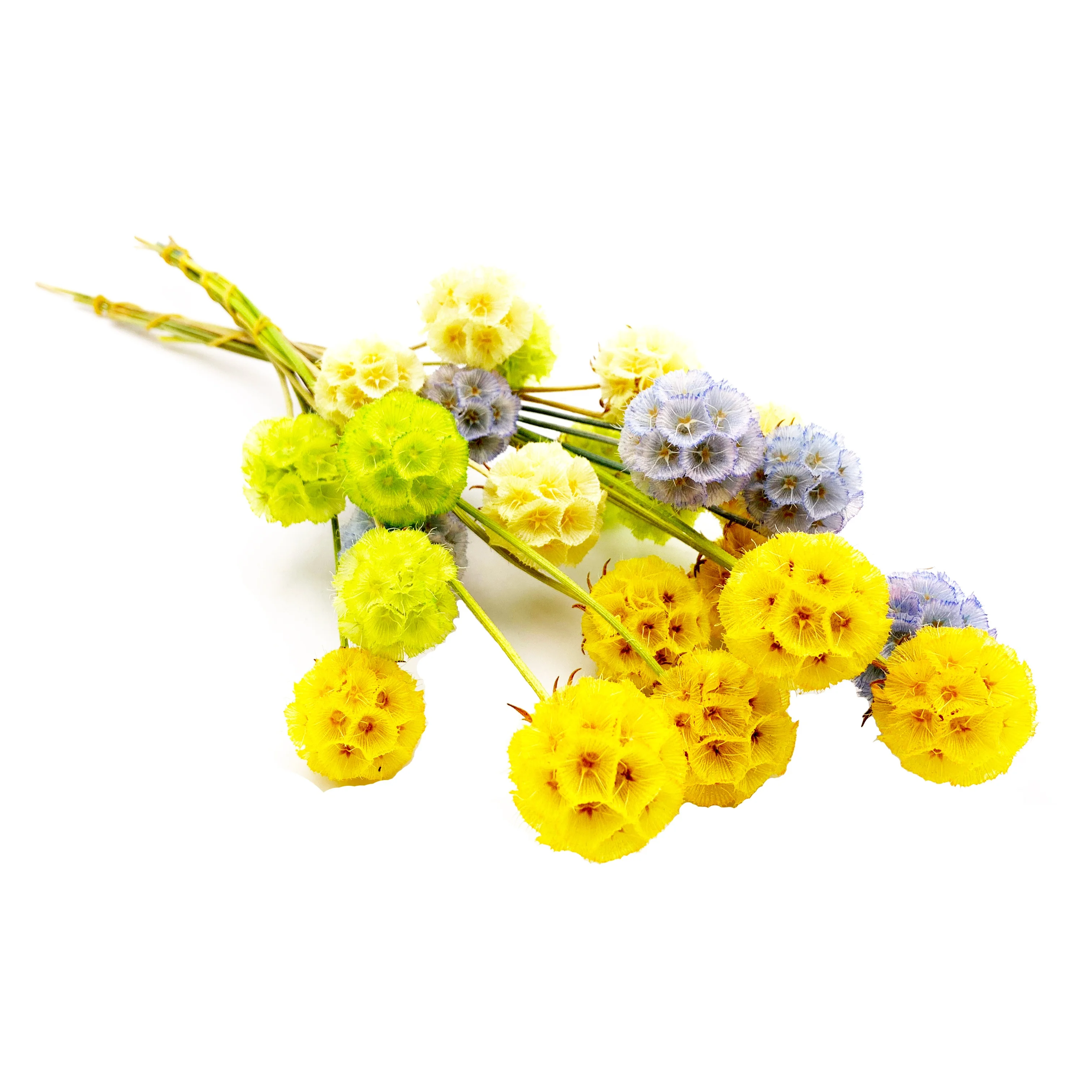 
Супер свежий натуральный высококачественный неувядающий сушеный цветок для украшения 